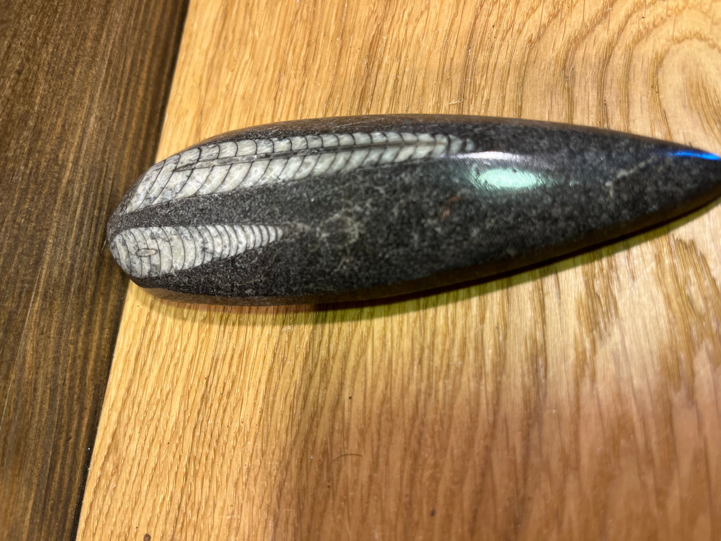 Fossile d'Orthocéras polie – Témoin du Passé
