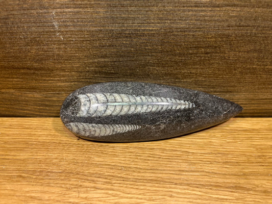 Fossile d'Orthocéras polie – Témoin du Passé